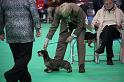 Crufts2011_2 692